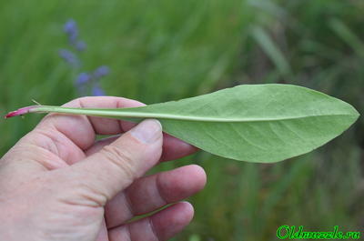Кермек опушённый