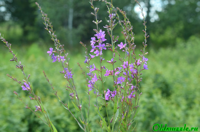Дербенник прутьевидный