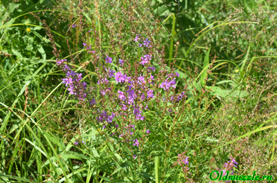 Дербенник прутьевидный