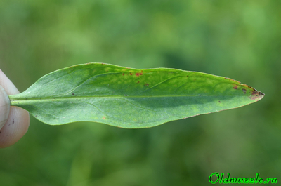 Дербенник прутьевидный