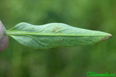 Дербенник прутьевидный