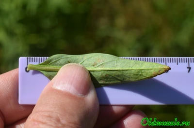 Дербенник прутьевидный