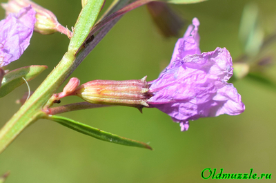 Дербенник прутьевидный
