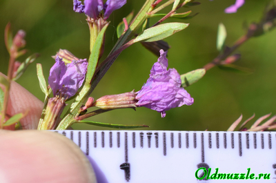 Дербенник прутьевидный