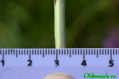 Дербенник прутьевидный