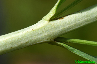 Дербенник прутьевидный