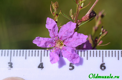 Дербенник прутьевидный