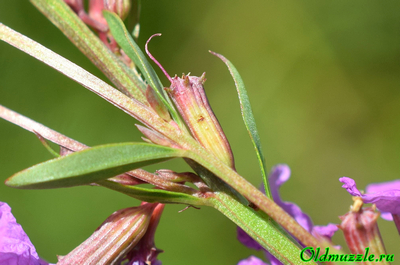 Дербенник прутьевидный