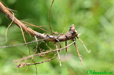 Дербенник прутьевидный