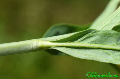 Дербенник прутьевидный