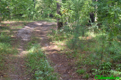 Сухоцветка лесная