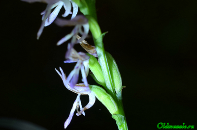 Неоттианта клобучковая