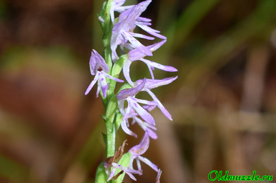 Неоттианта клобучковая