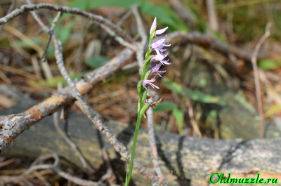 Неоттианта клобучковая