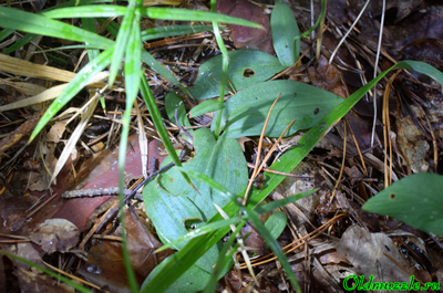 Неоттианта клобучковая