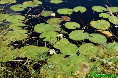 Кувшинка снежно-белая