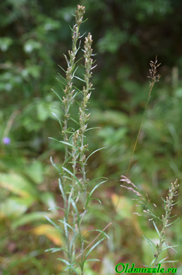 Сухоцветка лесная