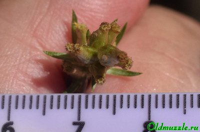 Сухоцветка лесная