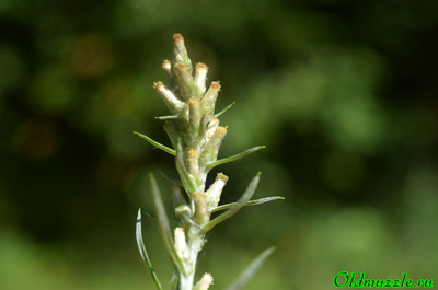 Сухоцветка лесная