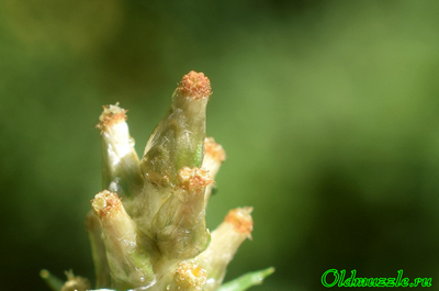 Сухоцветка лесная