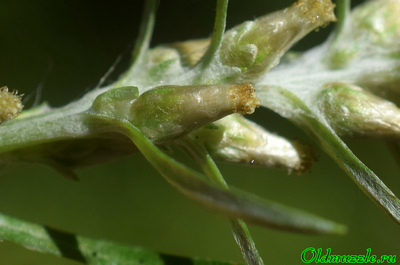 Сухоцветка лесная