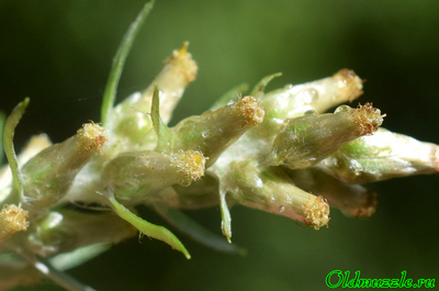 Сухоцветка лесная