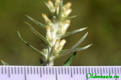 Сухоцветка лесная