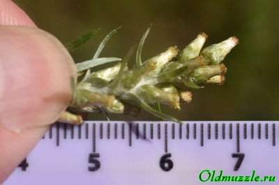 Сухоцветка лесная