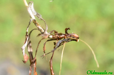 Сухоцветка лесная