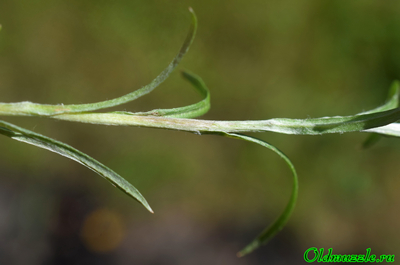 Сухоцветка лесная