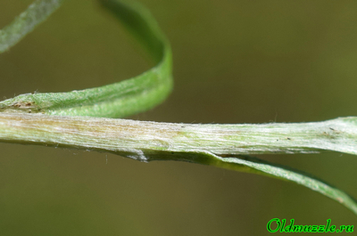 Сухоцветка лесная