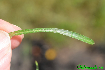 Сухоцветка лесная