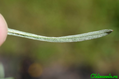 Сухоцветка лесная