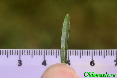 Сухоцветка лесная