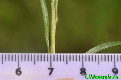 Сухоцветка лесная