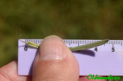 Сухоцветка лесная