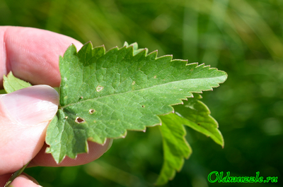 Маточник болотный