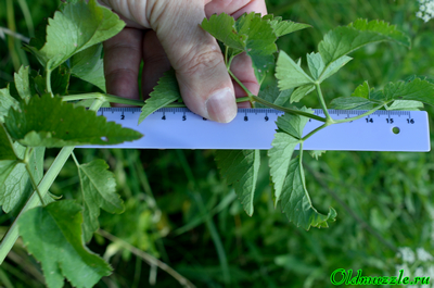 Маточник болотный