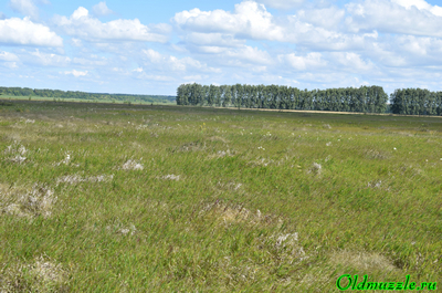 Бедренец камнеломка