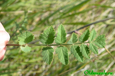 Бедренец камнеломка