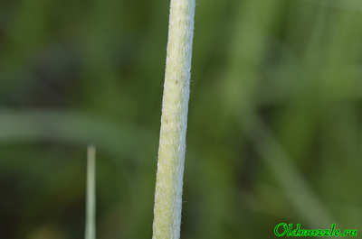 Подорожник степной