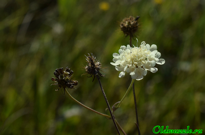 Скабиоза светло-жёлтая