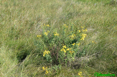 Крестовник эруколистный