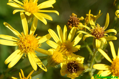 Крестовник эруколистный