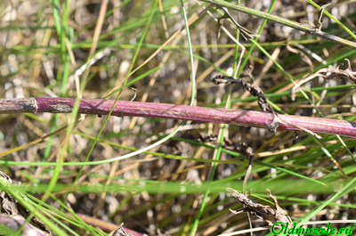 Крестовник эруколистный