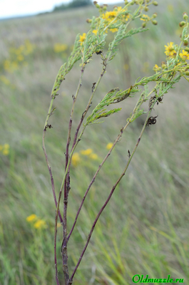 Крестовник эруколистный