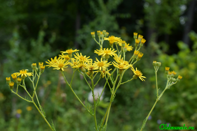 Крестовник эруколистный