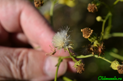 Крестовник эруколистный