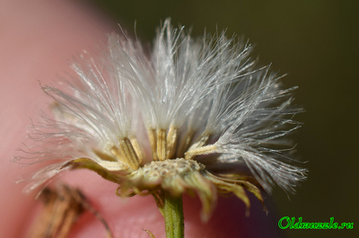 Крестовник эруколистный