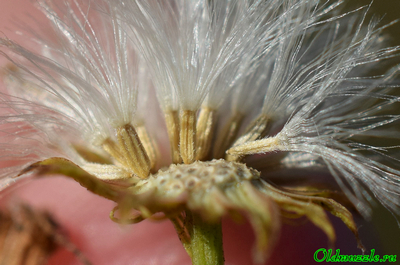 Крестовник эруколистный